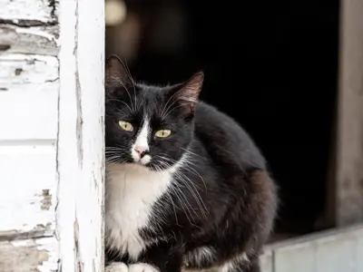 Black and white cat sitting at the edge of a wooden barn doorway